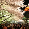 神奈川のお花見での宴会コンパニオン派遣